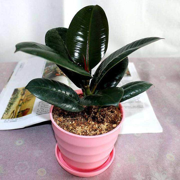 盆栽橡皮树在换盆后是如何养护管理的?