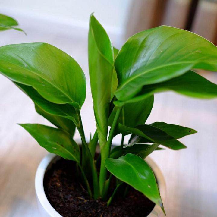 鹤望兰盆栽什么时候换盆及换盆方法