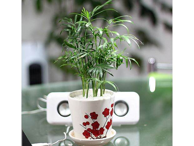 袖珍椰子盆栽怎样换盆?什么时候?