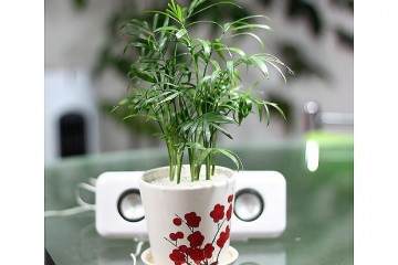 袖珍椰子盆栽怎样换盆？什么时候？