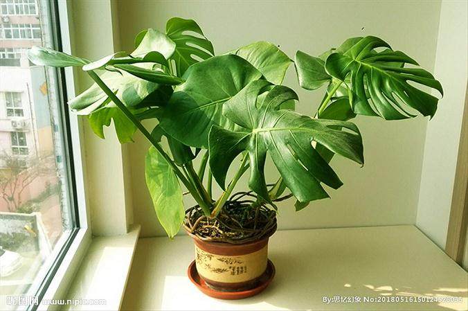 龟背竹盆栽换盆的5个注意事项