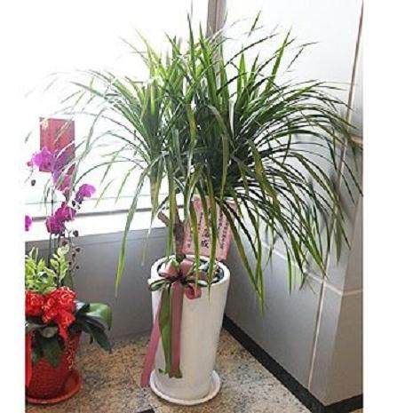 龙血树盆栽换盆方法和5个注意事项