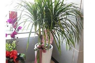 龙血树盆栽换盆方法和5个注意事项