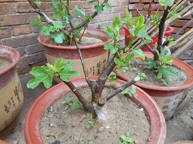 无花果盆栽换盆的4个方法