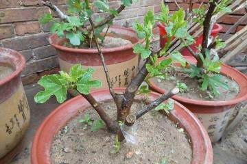无花果盆栽换盆的4个方法 图片