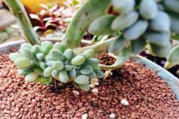 图解 多肉老桩植物怎么换盆 - 移盆方法