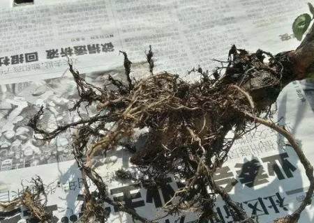 月季怎么修根图解6