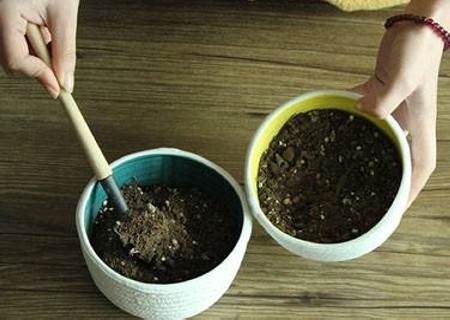 月季怎么修根图解7