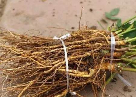 月季怎么修根图解2