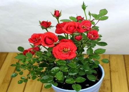 月季换盆剪根方法