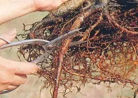 月季怎么修根图解4