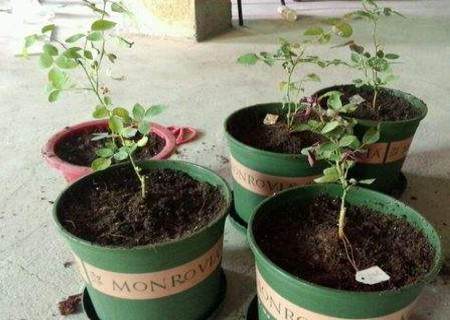 月季怎么修根图解8