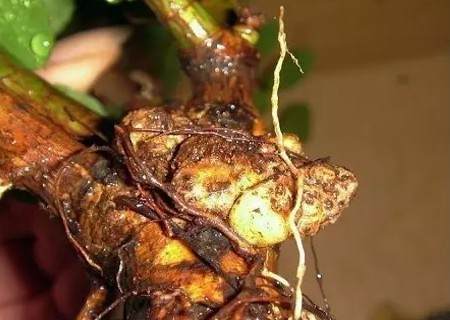 月季怎么修根图解3