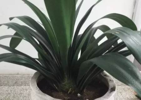 君子兰换盆修根方法步骤图解8