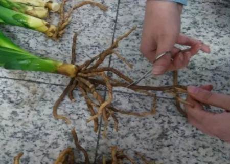 君子兰换盆修根方法步骤图解4