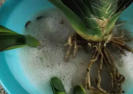 君子兰换盆修根方法步骤图解7