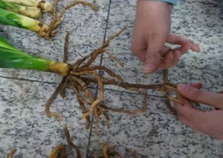 君子兰换盆修根方法步骤图解5