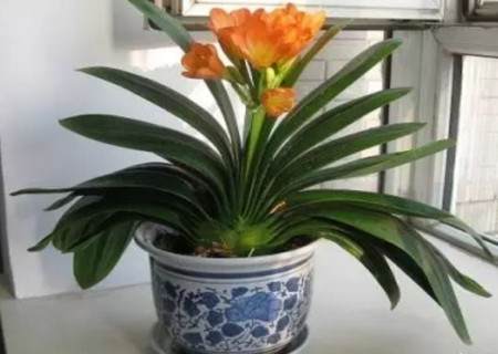 君子兰换盆修根方法步骤图解1