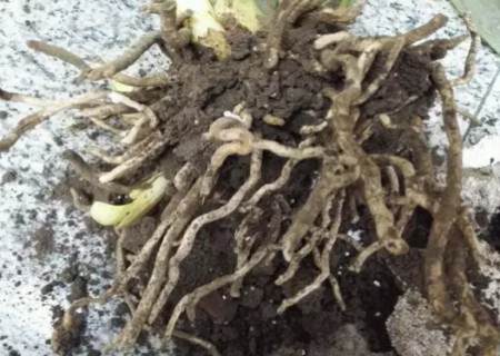 君子兰换盆修根方法步骤图解2