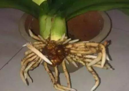 君子兰换盆修根方法步骤图解6