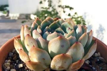 图解 怎么给多肉植物修根换盆