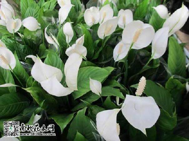一帆风顺花卉怎么换盆?必须浇定根水