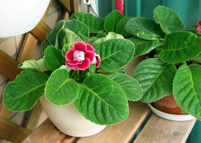 大岩桐盆栽怎么换盆的方法？