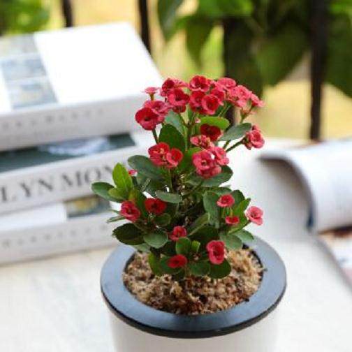 虎刺梅盆栽换盆移植的6个技术要点