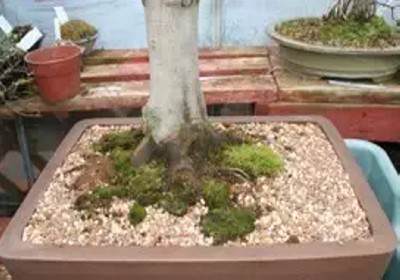 枫树盆景换盆方法图解15