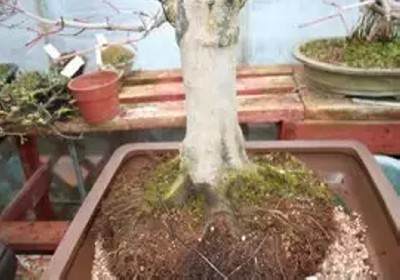 枫树盆景换盆方法图解13