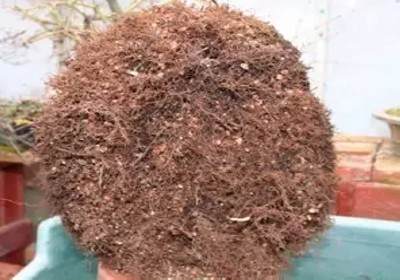 枫树盆景换盆方法图解11