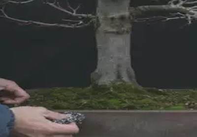 枫树盆景换盆方法图解2