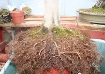 枫树盆景换盆方法图解7