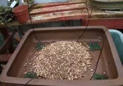 枫树盆景换盆方法图解12