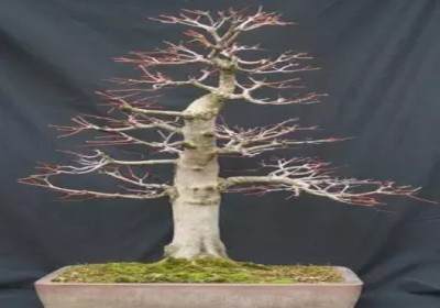 枫树盆景换盆方法图解1