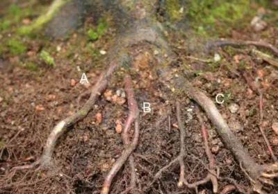 枫树盆景换盆方法图解8