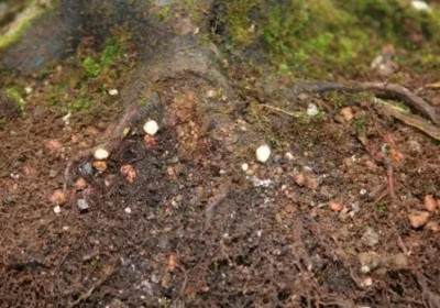 枫树盆景换盆方法图解9