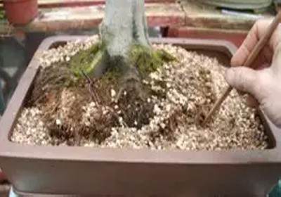 枫树盆景换盆方法图解14