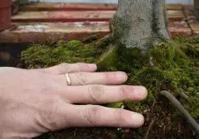 枫树盆景换盆方法图解6