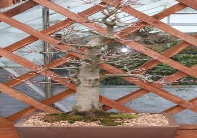 枫树盆景换盆方法图解16