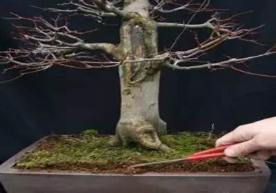 枫树盆景换盆方法图解3