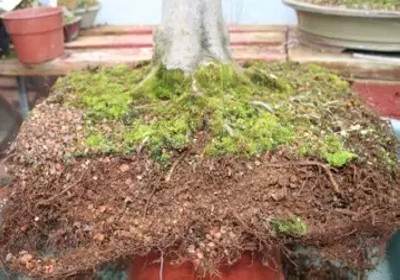 枫树盆景换盆方法图解4