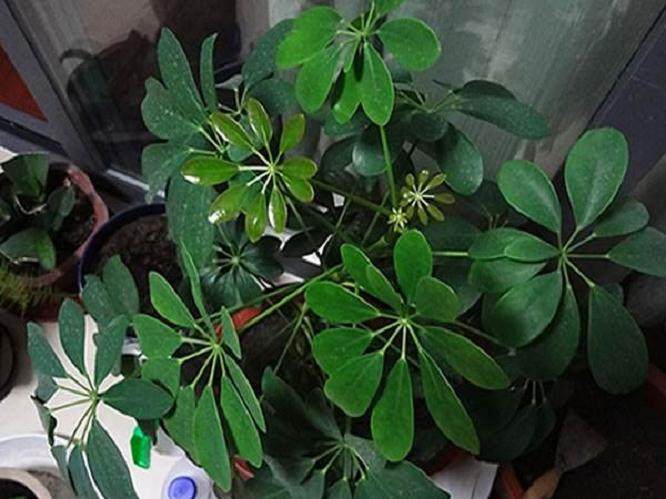 建议鹅掌柴盆栽 每年春季换一次盆