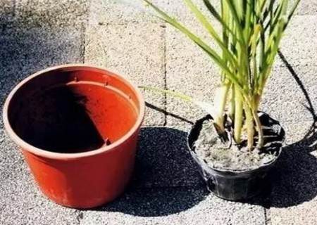 如何给植物换盆图解