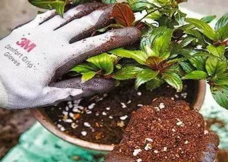 如何给植物换盆图解5