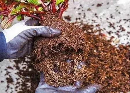 如何给植物换盆图解1