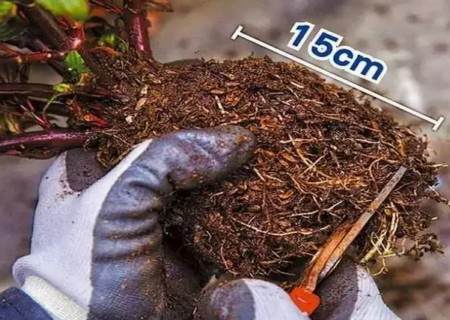 如何给植物换盆图解3