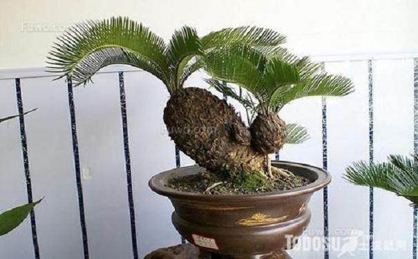 盆栽铁树换盆的3个注意事项