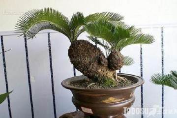 盆栽铁树换盆的3个注意事项 图片