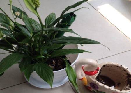 白掌怎么换盆3